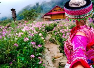 Du Lịch Sapa Hè 2026 – Trốn Nóng Miền Núi, Săn Mây Và Ruộng Bậc Thang Tuyệt Đẹp Du lịch Sapa